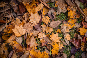 Autumn Leaves at Sapporo Factory on a Sunny Day, Hokkaido, Japan