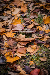 Autumn Leaves at Sapporo Factory on a Sunny Day, Hokkaido, Japan
