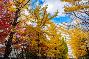 Autumn Leaves at Sapporo Factory on a Sunny Day, Hokkaido, Japan