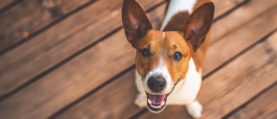 The dog smiling on a wooden deck with warm natural light and happy expression