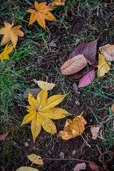 Autumn Leaves at Sapporo Factory on a Sunny Day, Hokkaido, Japan