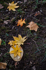 Autumn Leaves at Sapporo Factory on a Sunny Day, Hokkaido, Japan