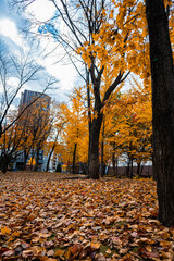 Autumn Leaves at Sapporo Factory on a Sunny Day, Hokkaido, Japan
