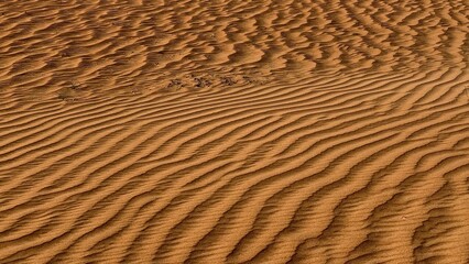 Golden sand dunes stretch endlessly under the blazing sun, with camels crossing in the distance. The Dubai desert offers a breathtaking blend of stillness, adventure, and timeless Arabian beauty.