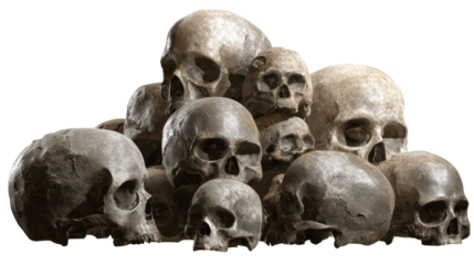 Group of human skulls arranged in a pile on a white background during an academic study