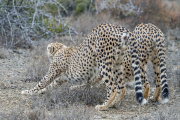 Obraz premium two cheetas stretching on the ground, Sarah Baartman District, Karoo, South Africa