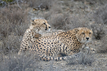 Fototapeta premium two cheetas laying in the grass, Sarah Baartman District, Karoo, South Africa