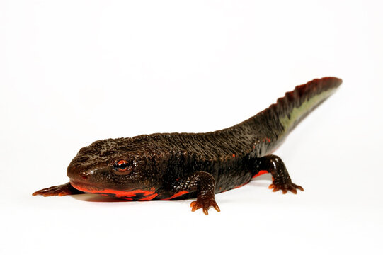 Vietnam warty newt // Tam Dao-Salamander, Vietnamesischer Warzenmolch (Paramesotriton deloustali) - Vietnam