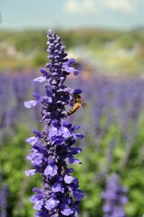 field of lavender flowers and bee