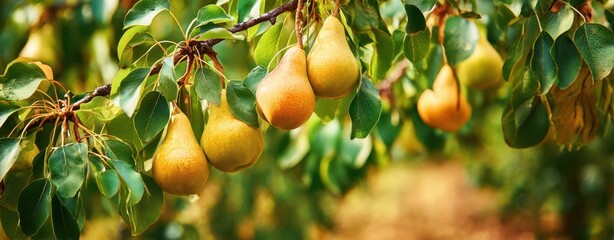 The Pear Branch Laden with Ripe Golden Pears in a Sunlit Orchard