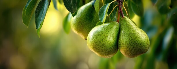 The Pears Hanging on Branch in Sunlit Orchard with Green Leaves and Bokeh