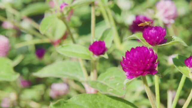 千日紅のまわりをとぶアブ