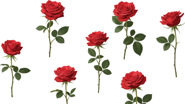 Seven isolated red roses with green stems and leaves on a white background