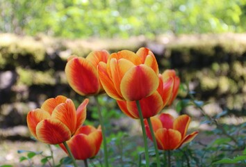 Tulpen leuchten in Rot, Orange und Geld in der Natur im Garten