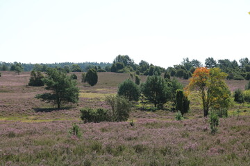 Zauberhafte Landschaft in der L&uuml;neburger Heide auf dem Weg zum Wilseder Berg bei Heidebl&uuml;te