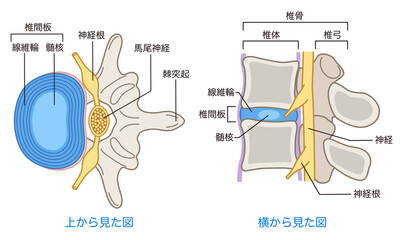 腰椎椎間板の構造　腰椎椎間板ヘルニア