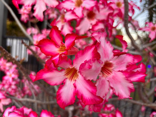 Desert rose in flower, Adenium obesum