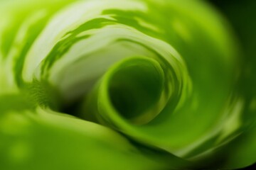 Fibonacci essence in nature; the growth spiral of the dumbcane leaf; Dieffenbachia Seguine