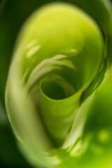 Fibonacci essence in nature; the growth spiral of the dumbcane leaf; Dieffenbachia Seguine