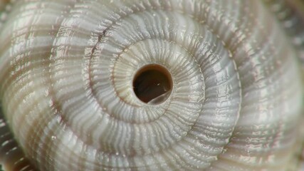 Close-up image of a textured spiral seashell, showing details and form. Useful for design