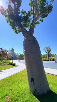 Brunei Darussalam - June 25, 2025: Sultan Omar Ali Saifuddin Mosque in Bandar Seri Begawan. Mosque with baobab trees in the foreground. Mosque facade and dome in sunlight. 4К
