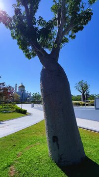 Brunei Darussalam - June 25, 2025: Sultan Omar Ali Saifuddin Mosque in Bandar Seri Begawan. Mosque with baobab trees in the foreground. Mosque facade and dome in sunlight. 4К