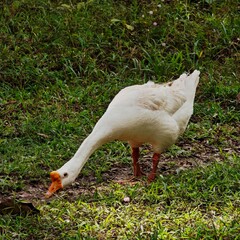The white goose is bowing its neck to the ground