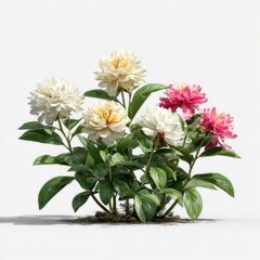 Peonies bush white, yellow, and pink blooms, green leaves