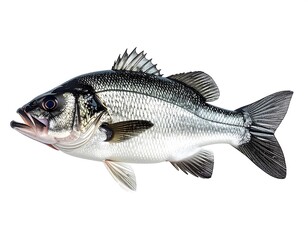 Fototapeta premium Sea bass silver fish isolated on white background with clear anatomy high resolution image