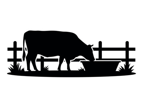 Black Cow Silhouette Eating from a Feeding Trough in a Fenced Field