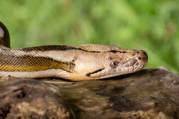 Obraz premium Reticulated python with striking tiger mottle platinum sunfire morph, lying on a log and showcasing vivid reptile patterns.