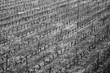 Black and white view of a vineyard - Saint-Genis-Laval - Auvergne-Rh&ocirc;ne-Alpes - France