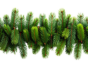 A realistic set of fresh pine tree branches arranged horizontally with slight overlap