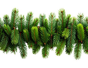 A realistic set of fresh pine tree branches arranged horizontally with slight overlap