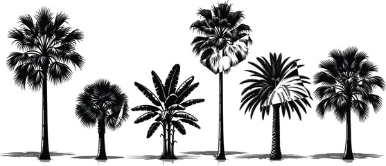 Set of six tropical palm tree silhouettes with detailed hand drawn sketch style isolated on white background for summer beach and travel design vector © jafrine