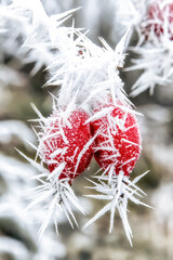 Frozen red berries covered with sharp ice crystals during extremely cold winter morning in natural environment