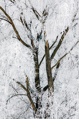 Trees covered in heavy hoarfrost creating intricate winter pattern and frozen forest texture