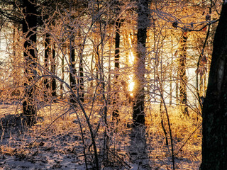 Golden winter sunrise through frost covered trees in snowy forest with warm morning light and sun rays