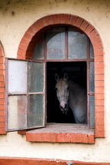 Horse looking out of stable window framed by brick arch showing rural life and traditional farm atmosphere