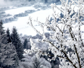 Hoarfrost covered branches against snowy winter landscape creating calm seasonal scene