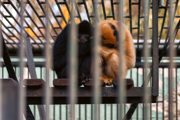 Two monkeys sitting together behind metal bars in zoo enclosure showing captivity and animal welfare concept