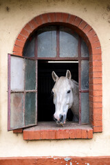 White horse looking through stable window with brick arch in traditional rural farm environment