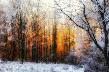 Winter woodland at sunrise with frost covered branches and soft golden light glowing through trees