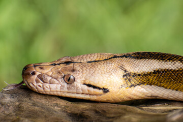 Fototapeta premium Close-up of a reticulated python featuring tiger mottle platinum sunfire coloration, highlighting complex reptile genetics.