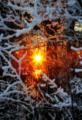 Winter sunrise shining through snow covered branches in dark forest with strong golden backlight