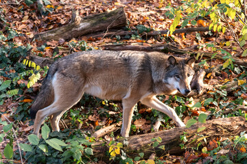 Grey wolf walking through autumn forest habitat in zoo enclosure with fallen leaves and natural light