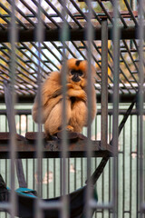 Golden gibbon sitting behind metal bars in zoo enclosure highlighting captivity and endangered species theme