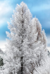 Frozen tree covered with hoarfrost standing alone against clear blue winter sky