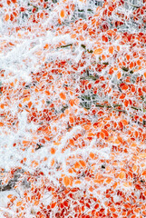 Orange autumn leaves covered with hoarfrost and ice crystals creating colorful winter background
