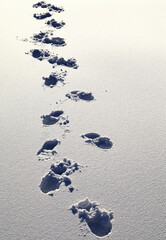 Footprints in fresh snow leading across white winter surface symbolizing journey